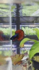 Super Delta Betta Male