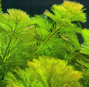 Purple Cabomba aquatic plant with feathery leaves and yellow tips