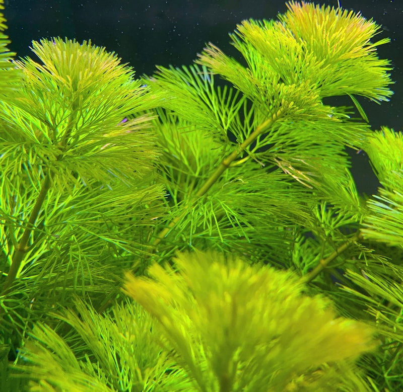 Purple Cabomba (Cabomba Pulcherrima) - AquaticMotiv