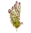 Purple Cabomba Cabomba Pulcherrima dried lavender bouquet in purple green hues