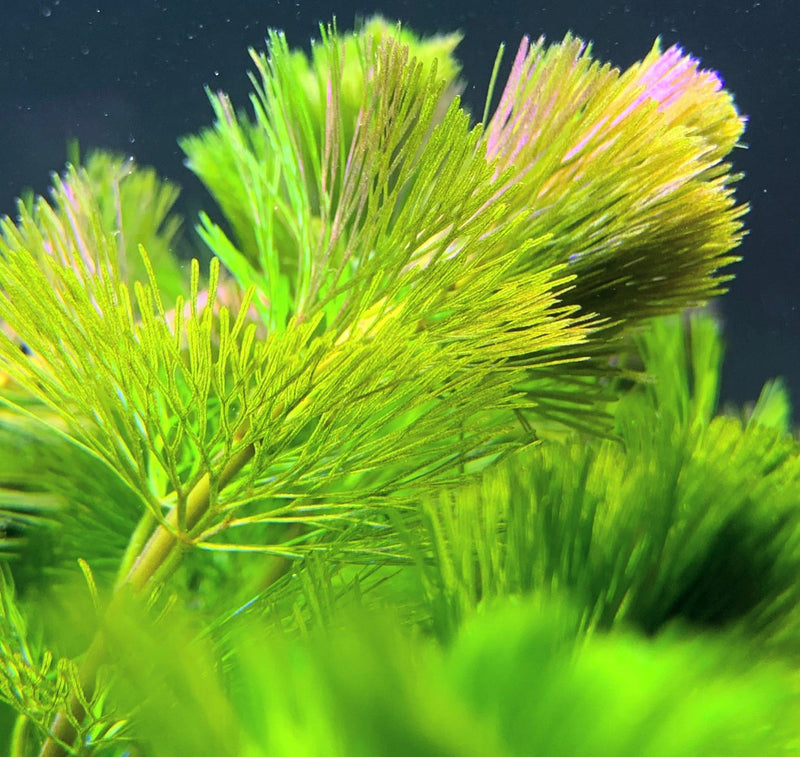 Purple Cabomba (Cabomba Pulcherrima) - AquaticMotiv