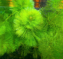 Purple Cabomba feathery green aquatic plant (Cabomba pulcherrima)
