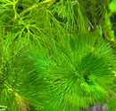 Purple Cabomba aquatic plant with vibrant green feathery leaves