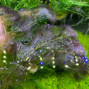 Purple Cabomba (Cabomba Pulcherrima) - AquaticMotiv