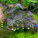 Purple Cabomba Pulcherrima plant with green leaves, purple stems, and glowing blue spots