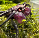 A vibrant purple and black purple vampire crab with glossy textured exoskeleton and prominent claws on green moss