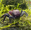 Purple vampire crab geosesarma dennerle with glossy black body purple carapace and red eyes on green moss