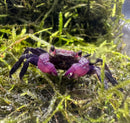 Purple Vampire Crab (Geosesarma Dennerle) - AquaticMotiv