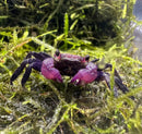 A vibrant purple vampire crab with dark glossy claws and textured carapace resting on green moss