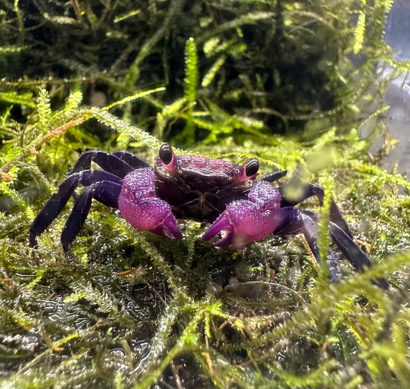 Purple Vampire Crab (Geosesarma Dennerle) - AquaticMotiv