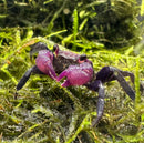 Purple Vampire Crab (Geosesarma Dennerle) - AquaticMotiv
