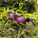 A vibrant purple vampire crab with glossy textured claws and dark limbs resting on lush green moss