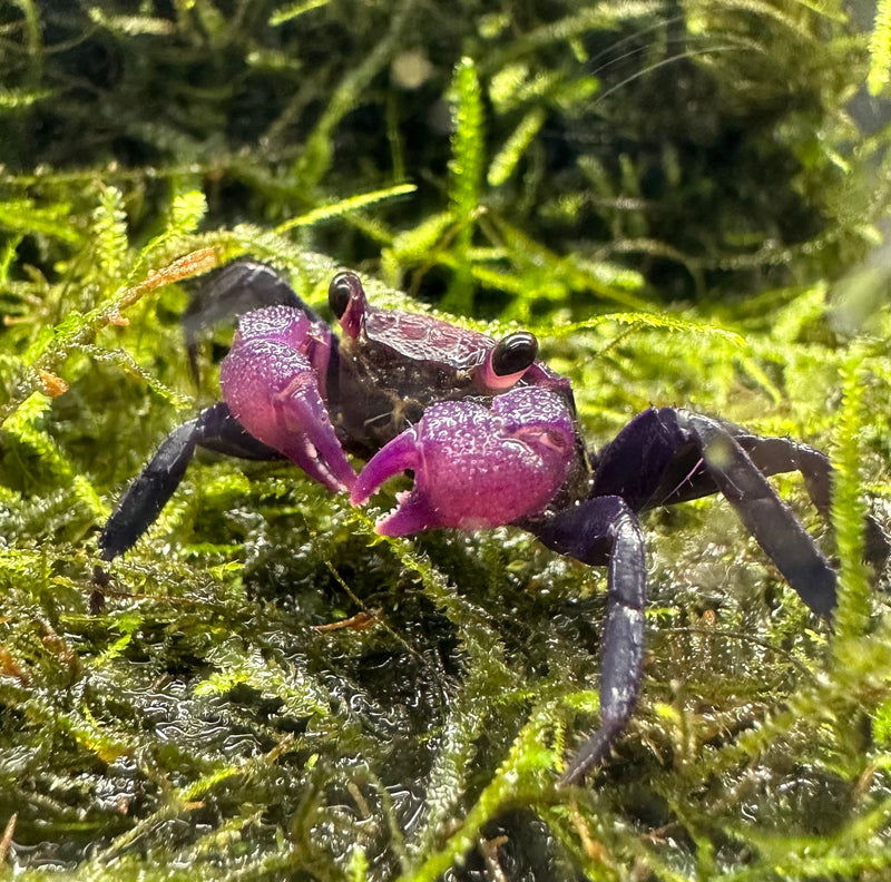 Purple Vampire Crab (Geosesarma Dennerle) - AquaticMotiv