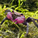 A vibrant purple vampire crab geosesarma dennerle with glossy textured claws resting on green moss
