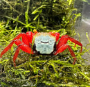 A vibrant rainbow vampire crab with a red body and a blue and black face with yellow-tipped antennae