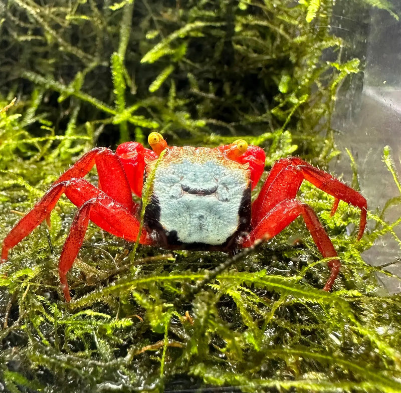 Rainbow Vampire Crab Geosesarma rouxi Care and Colors | Aquatic Motiv