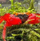 A vibrant red rainbow vampire crab with a glossy translucent carapace and bright yellow eyes on green moss