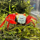 A vibrant rainbow vampire crab with a striking blue and black carapace and bright orange-tipped red claws