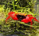 A vibrant rainbow vampire crab with red body yellow-tipped claws and dark patterned carapace on green moss