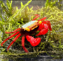 Rainbow Vampire Crab (Geosesarma rouxi) - AquaticMotiv