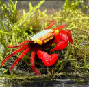 Rainbow vampire crab geosesarma rouxi with a vibrant red body blue and orange carapace yellow eyes on green moss