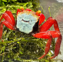 A vibrant red rainbow vampire crab geosesarma rouxi with a blue and black face and bright yellow eyes