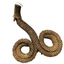 Ramshorn pods displayed as a rustic brown coiled rope with a fibrous surface and rough-cut wooden end