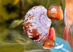 Why High Calcium Can’t Save Your Aquatic Snails If Your pH Is Soft: The Chemistry of Shell Dissolution
