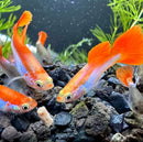 Red and white rainbow guppy pair with vibrant orange and silver colors and flowing fins swimming in freshwater aquarium