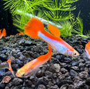 Vibrant red and white rainbow guppy pair with orange and silver colors swimming gracefully in freshwater aquarium