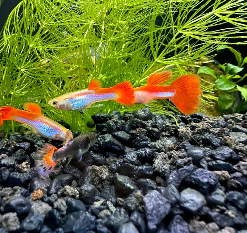 bubble guppies fish tank accessories Red and White Rainbow Guppy Pair Colorful Livebearers