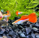 A vibrant red and white rainbow guppy pair swims gracefully among green aquatic plants with flowing fan-shaped tails