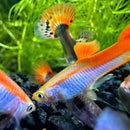 Red and white rainbow guppy pair with vibrant orange and blue gold stripes swimming among green aquatic plants