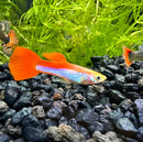 A vibrant red and white rainbow guppy pair with shimmering orange iridescent stripes swimming in an aquarium