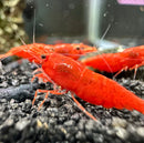 Red Cherry Shrimp aquarium decor set with red shrimp, black gravel, and clear glass tank