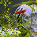 Red cherry shrimp on rock with green aquatic plants