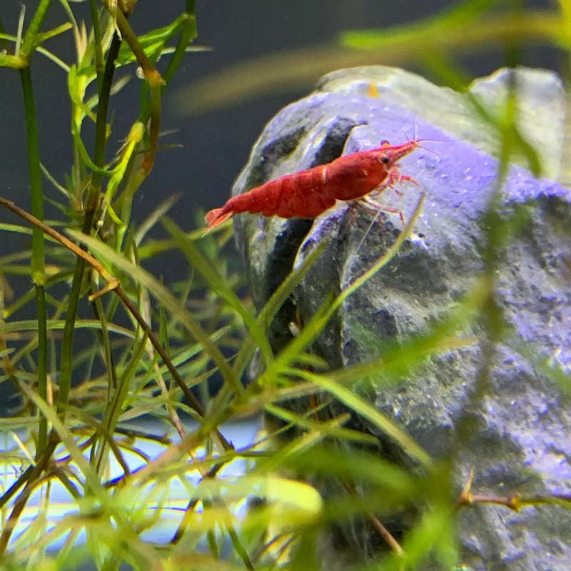 Red Cherry Shrimp Neocaridina Beginner Friendly