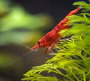 Red Cherry Shrimp with long antennae and claws on green plant