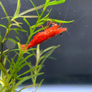 Red cherry shrimp aquarium ornament with green plants background
