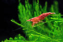Red Cherry Shrimp - AquaticMotiv