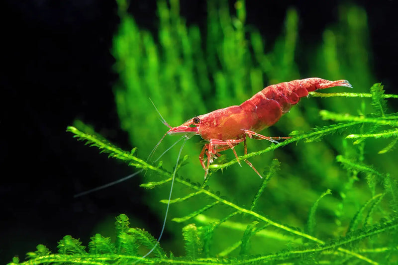 Red Cherry Shrimp Neocaridina Beginner Friendly