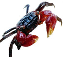 A vibrant red and black red clawed crab with glossy textured carapace and prominent claws perisesarma bidens x3