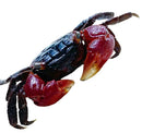 A vibrant red clawed crab x3 perisesarma bidens with glossy textured shell and prominent black claws
