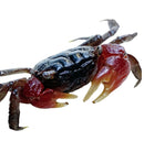 Red clawed crab x3 perisesarma bidens with glossy black and vibrant red shell and sharp prominent claws