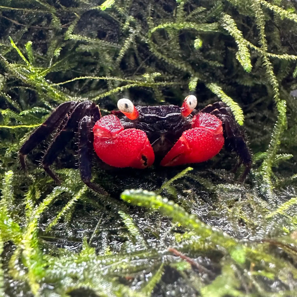 Red Devil Vampire Crab Geosesarma hagen Vibrant Colors | Aquatic Motiv