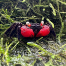A vibrant red devil vampire crab with glossy black legs and white eyes nestled on green moss