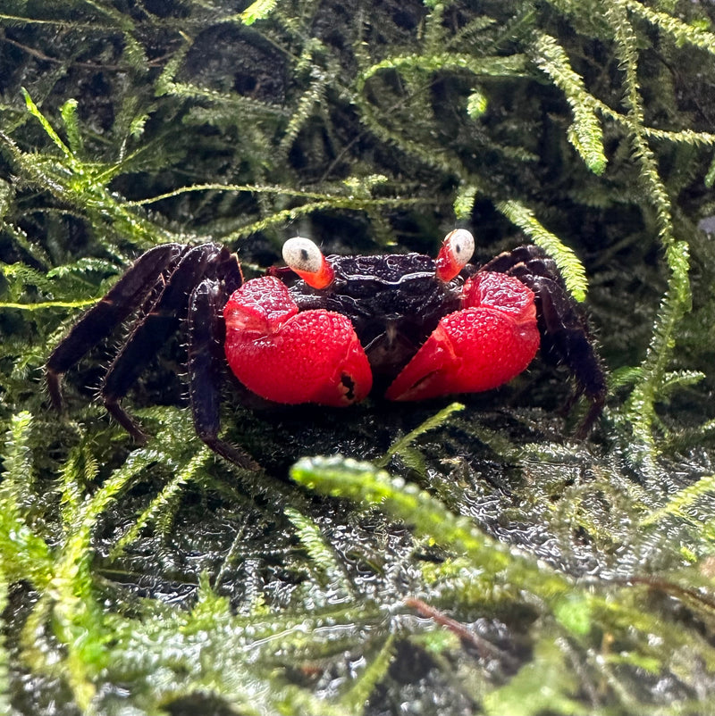 Red Devil Vampire Crab (Geosesarma Hagen) - AquaticMotiv