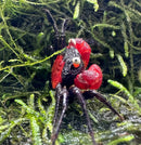 A vibrant red devil vampire crab with a glossy red and black textured carapace and spiny legs on green moss