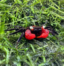 A vibrant red devil vampire crab geosesarma hagen with black accents and white eyes resting on green moss