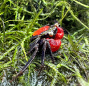 A vibrant red devil vampire crab geosesarma hagen with glossy red and black carapace and white eyes on green moss